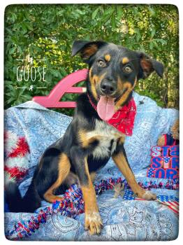 Goose -  Australian Cattle Dog Blue Heeler Dog for Adoption in Sebring, Florida - Goose | PetCurious