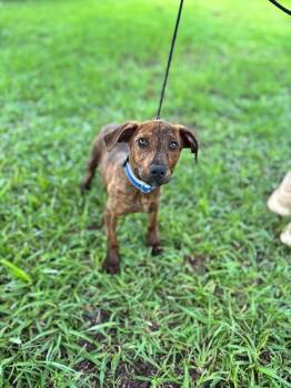 Charles -  Labrador Retriever and Hound Dog for Adoption in Aiken, South Carolina - Charles | PetCurious