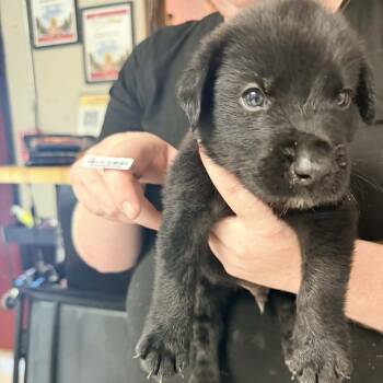 Caputo Orange -  Black Labrador Retriever and Great Pyrenees Dog for Adoption in Savannah, Georgia - Caputo Orange | PetCurious