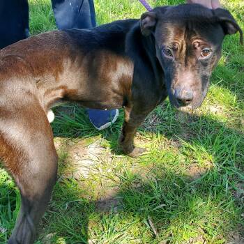 American Staffordshire Terrier Dogs Available for Adoption in Jersey City, New Jersey - Rembrandt | PetCurious