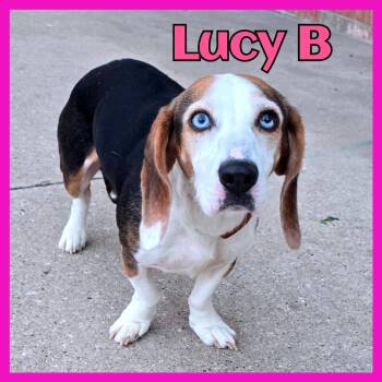 Lucy B -  Mixed Breed Dog for Adoption in Joliet, Illinois - Lucy B | PetCurious