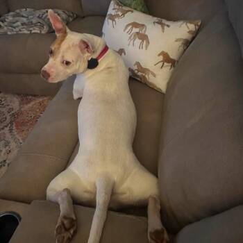 Vega -  Mixed Breed Dog for Adoption in Fredericksburg, Virginia - Vega | PetCurious