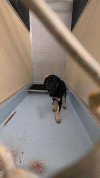 Petal -  Mixed Breed Dog for Adoption in Cincinnati, Ohio - Petal | PetCurious
