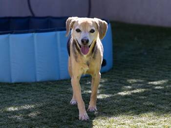 Beagle Dogs Available for Adoption - CARTER | PetCurious