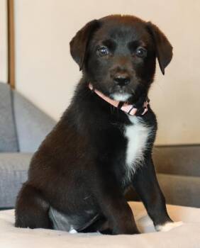 Kuromi -  Mixed Breed Dog for Adoption in Mesa, Arizona - Kuromi | PetCurious