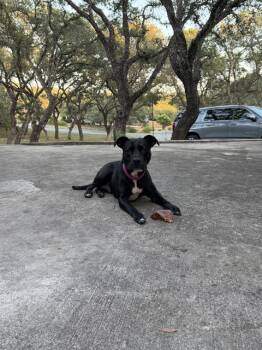 JACKIE -  American Staffordshire Terrier Dog for Adoption in San Antonio, Texas - JACKIE | PetCurious
