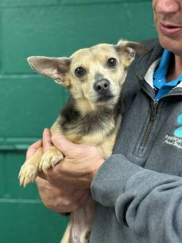 Chihuahua Dogs Available for Adoption in Blue Springs, Missouri - Creature | PetCurious