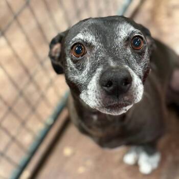 Black Labrador Retriever Dogs Available for Adoption in Tulsa, Oklahoma - Rocky | PetCurious