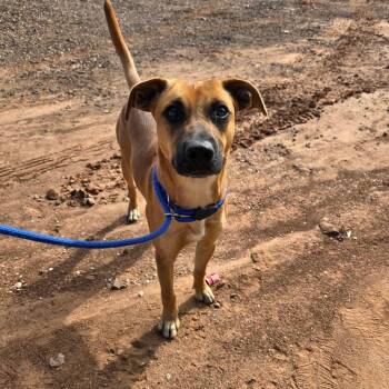 Georgie -  Mixed Breed Dog for Adoption in Roosevelt, Utah - Georgie | PetCurious