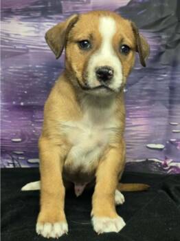 Pit Bull Terrier Dogs Available for Adoption - Cruller | PetCurious