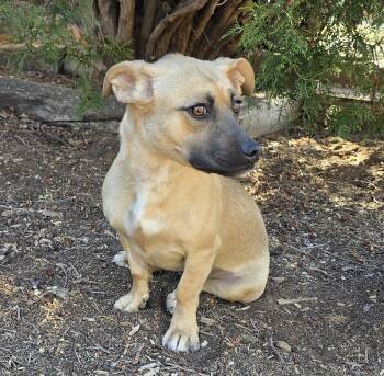 Corgi Dogs Available for Adoption in North Valley, New Mexico - Magnetic Ms Millie ~ Charismatic Corgi ! | PetCurious