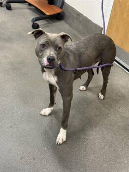 Pit Bull Terrier Dogs Available for Adoption - KATNISS | PetCurious