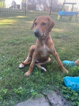 Poppy (P Litter) -  Great Pyrenees and Hound Dog for Adoption in Holly Springs, North Carolina - Poppy (P Litter) | PetCurious