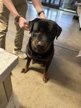 Rescue Rottweiler and Mixed Breed Dogs for Adoption in West Chester, Pennsylvania - Babyboy | PetCurious