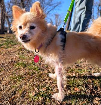 Pomeranian Dogs Available for Adoption - Matilda | PetCurious