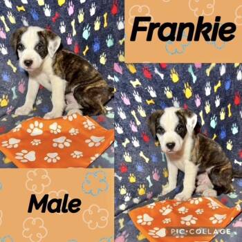Frankie -  Labrador Retriever Dog for Adoption in Manchester, Connecticut - Frankie | PetCurious