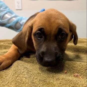 Pie -  Shepherd and Mixed Breed Dog for Adoption in Kansas City, Missouri - Pie | PetCurious