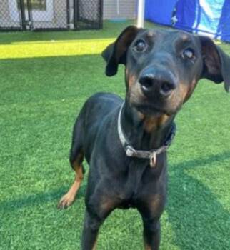Rescue Doberman Pinscher and Mixed Breed Dogs for Adoption in Carrollton, Texas - Stonie | PetCurious