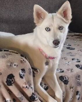 Charlotte -  Siberian Husky Dog for Adoption in Omaha, Nebraska - Charlotte | PetCurious