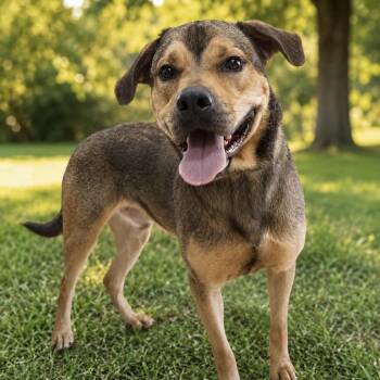 Waldo -  German Shepherd Dog and Hound Dog for Adoption in Cumming, Georgia - Waldo | PetCurious