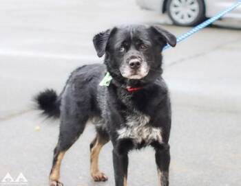 Akon -  Siberian Husky and English Springer Spaniel Dog for Adoption in Lowell, Massachusetts - Akon | PetCurious