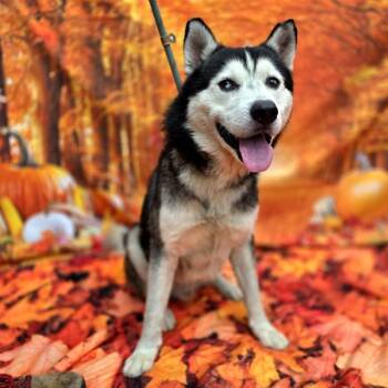 Rescue Siberian Husky Dogs for Adoption in Long Beach, California - POSEIDON | PetCurious