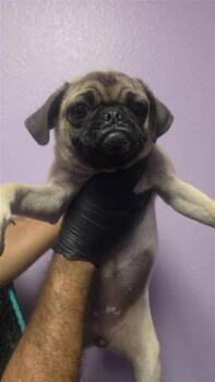 61312036 -  Pug and Mixed Breed Dog for Adoption in El Paso, Texas - 61312036 | PetCurious