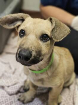 Jolly Boat -  Dachshund and Labrador Retriever Dog for Adoption in Oakland, California - Jolly Boat | PetCurious