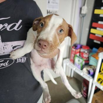 D.J -  Mixed Breed Dog for Adoption in Pulaski, Tennessee - D.J | PetCurious