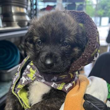 German Shepherd Dog Dogs Available for Adoption in Austin, Texas - Freedom | PetCurious