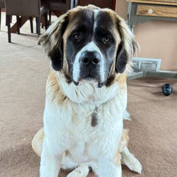 Saint Bernard Dogs Available for Adoption in Brockport, New York - Charlotte | PetCurious