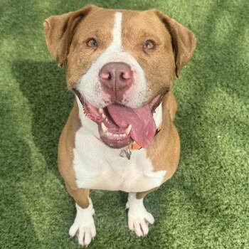 Pit Bull Terrier Dogs Available for Adoption in Indianapolis, Indiana - Pretzel | PetCurious
