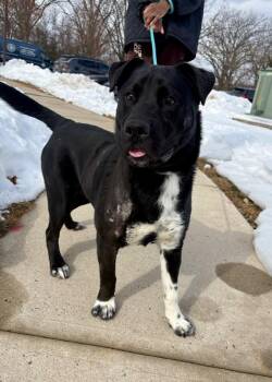 Labrador Retriever Dogs Available for Adoption - Ace | PetCurious