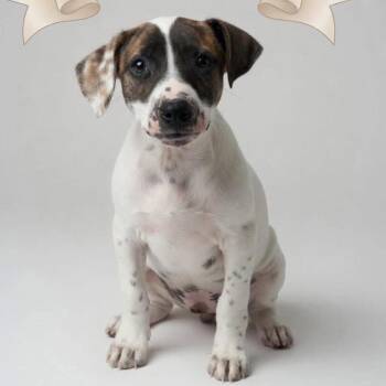 Rory -  Jack Russell Terrier and Cattle Dog Dog for Adoption - Rory | PetCurious