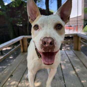 Belair -  Mixed Breed Dog for Adoption in Charleston, South Carolina - Belair | PetCurious