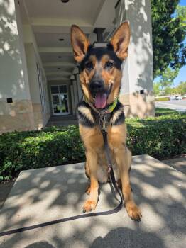 Shepherd Dogs Available for Adoption in Los Angeles, California - Olive | PetCurious