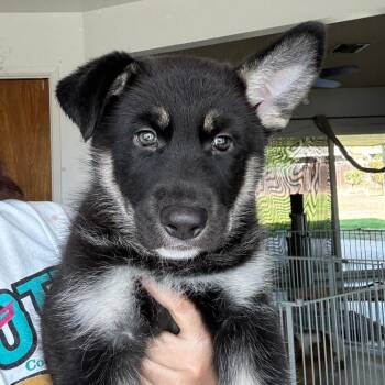 German Shepherd Dog Dogs Available for Adoption in Fresno, California - Blissey | PetCurious
