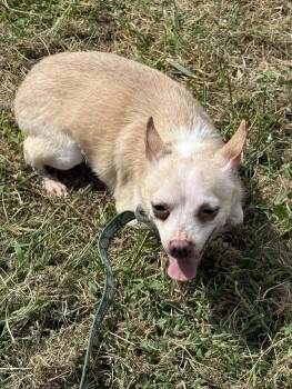 Rescue Chihuahua Dogs for Adoption in Milton, Delaware - Henry | PetCurious