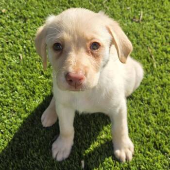 Labrador Retriever and Mixed Breed Dogs Available for Adoption - Skye | PetCurious