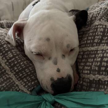 Pinkie -  American Bully and American Bulldog Dog for Adoption in Marina Del Rey, California - Pinkie | PetCurious