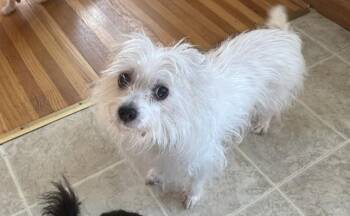 Mixed Breed Dogs Available for Adoption in Rochester, Minnesota - Glenda And Lucky | PetCurious
