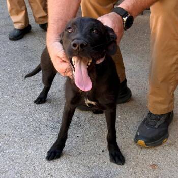 Everest -  Mixed Breed Dog for Adoption in Brentwood, Missouri - Everest | PetCurious