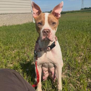 Rousey -  American Staffordshire Terrier Dog for Adoption in Detroit, Michigan - Rousey | PetCurious