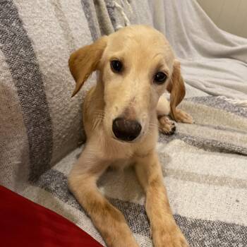 Dorian -  Golden Retriever and German Shepherd Dog Dog for Adoption in Mobile, Alabama - Dorian | PetCurious