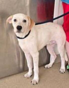 Rescue Pointer Dogs for Adoption in Oskaloosa, Iowa - Otis | PetCurious