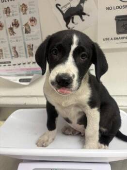 Galvanized Steel -  Pit Bull Terrier Dog for Adoption in Oakland, California - Galvanized Steel | PetCurious