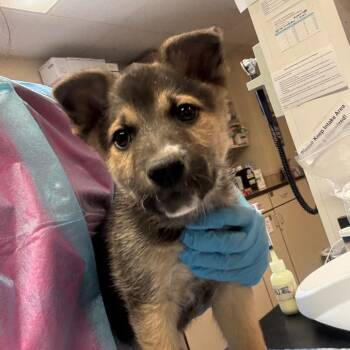 Shepherd Dogs Available for Adoption in Flagstaff, Arizona - Earwig | PetCurious