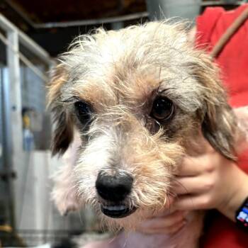 Pop FKA Dr. Pepper -  Mixed Breed Dog for Adoption in Leander, Texas - Pop FKA Dr. Pepper | PetCurious