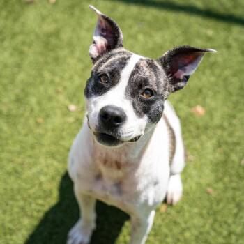 Dolly -  American Staffordshire Terrier and Mixed Breed Dog for Adoption in Gainesville, Georgia - Dolly | PetCurious