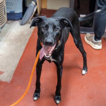 Rescue Doberman Pinscher and Shepherd Dogs for Adoption in Gainesville, Georgia - Boone | PetCurious